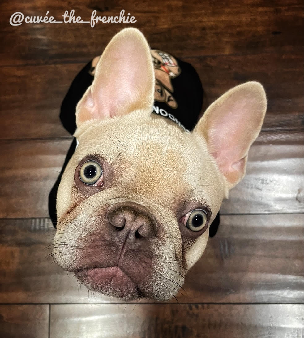 Cuvée the Frenchie's Bio
