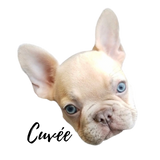 Cuvée the Frenchie